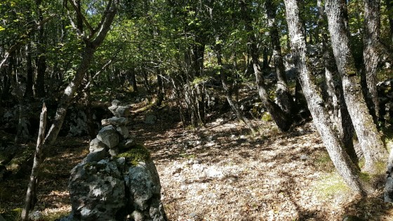 Montée dans les bois