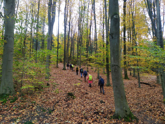 Mont&eacute;e dans les ch&acirc;taigniers
