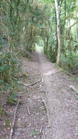 Montée en sous-bois