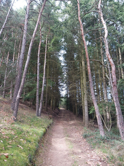 Montée en sous bois