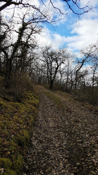 Montée en sous-bois
