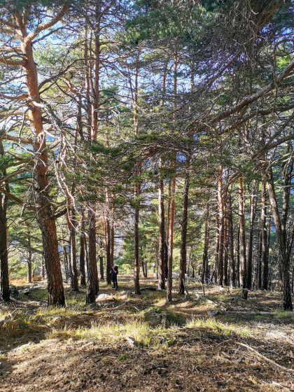 Mont&eacute;e tr&egrave;s raide dans la for&ecirc;t