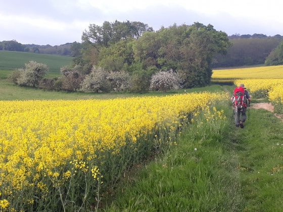 Montée vers le bois de Chatillon
