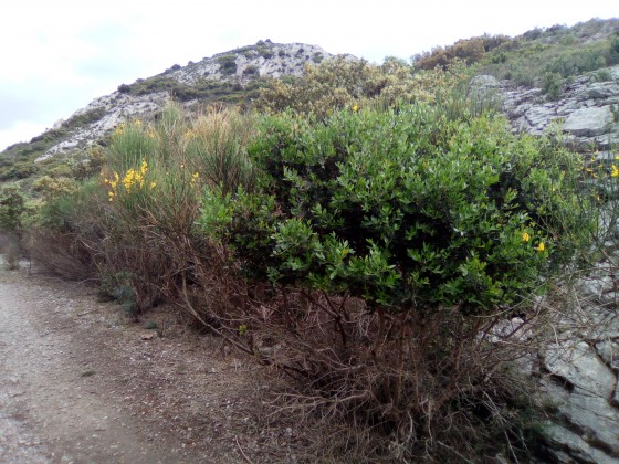montée