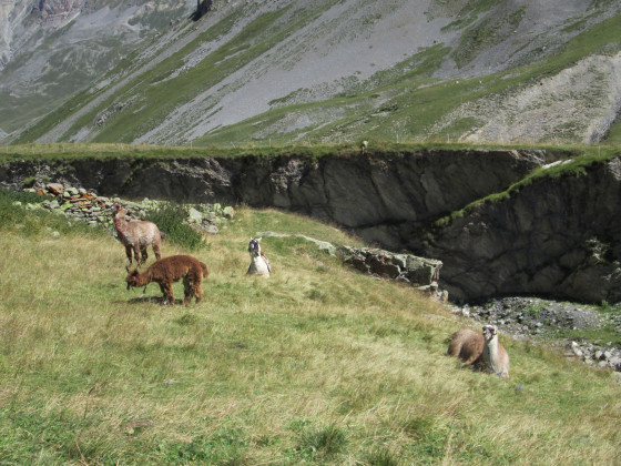 Montures au repos
