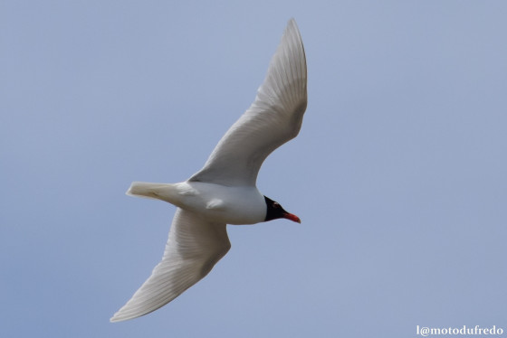 Mouette rieuse