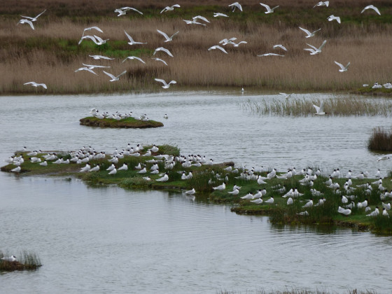 Mouettes rieuses