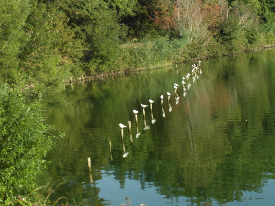 Mouettes