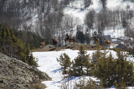 Mouflons