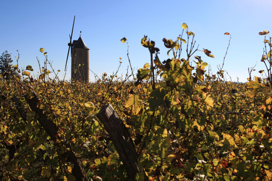 Moulin dans les vignes