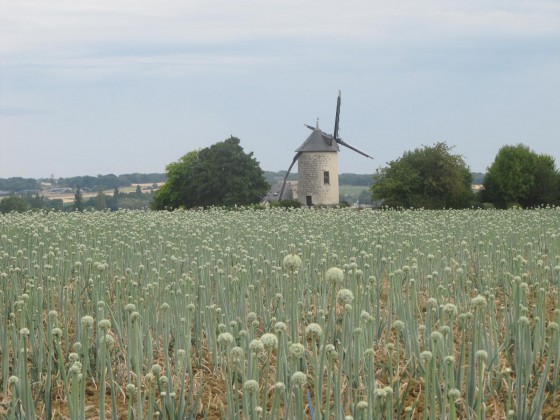 Moulin Tour