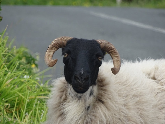 Mouton au ch&acirc;teau