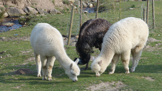 moutons dans les bocages