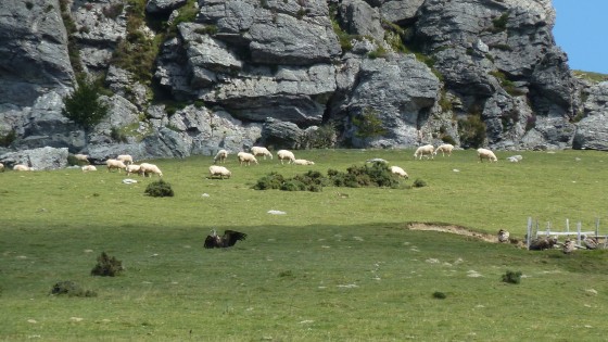 Moutons et vautours