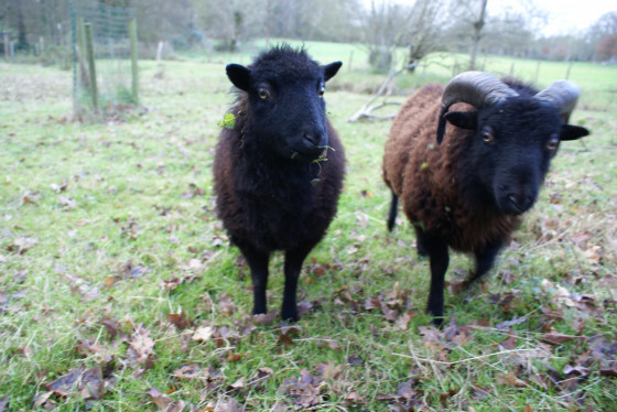 Moutons d\'Ouessant