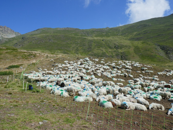 Moutons parqués près de la cabane de Sénescau