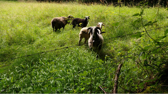 Moutons