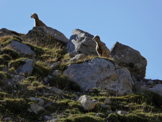 Moutons