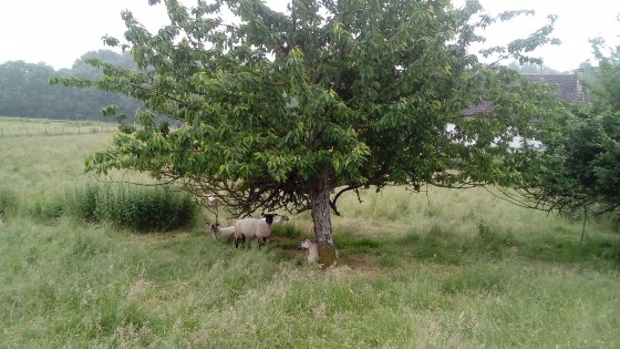 Moutons
