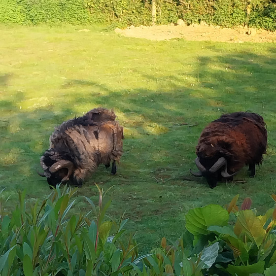 Moutons