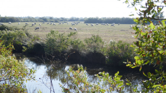 Moutons