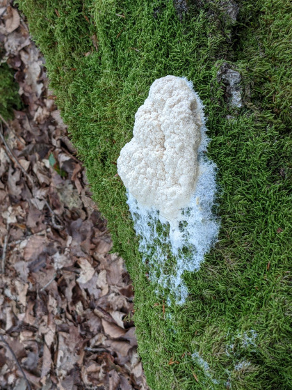 Mucilago Crustacea