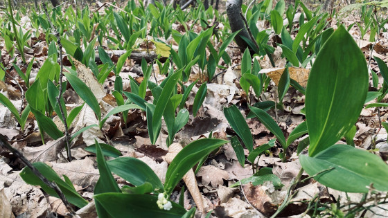 Muguet dans le bois de Lainboeuf