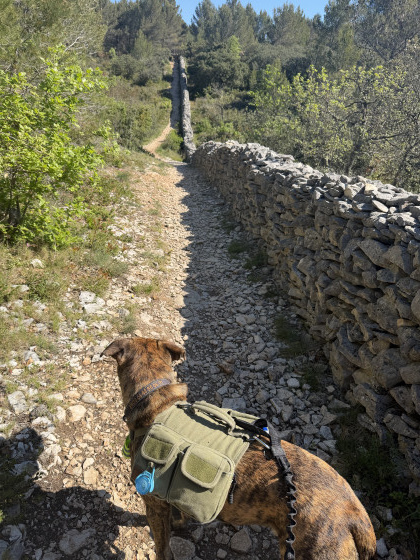 Mur de la peste cabri&egrave;res d&rsquo;Avignon