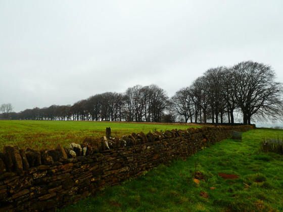 Muret en pierres sèches et hêtres majestueux