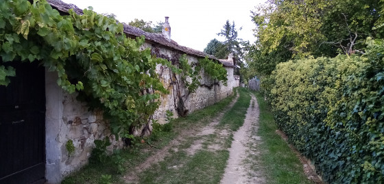 Murs à raisin