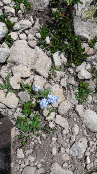 Myosotis des Alpes