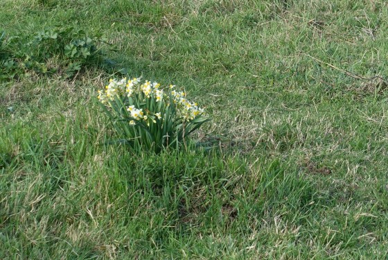 Narcisses dans les prés