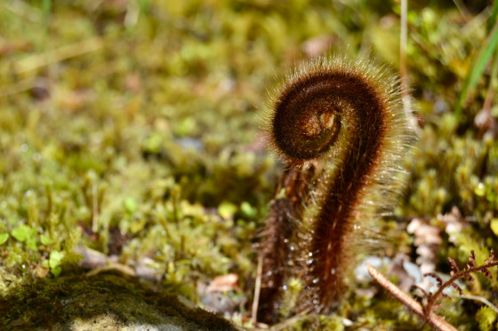 Plantes indig&egrave;nes