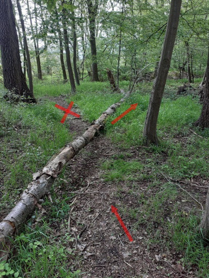 Ne pas enjamber l'arbre