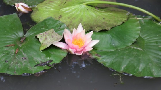Nénuphar