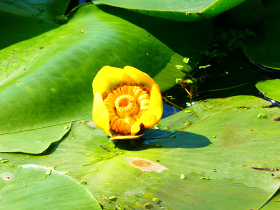 N&eacute;nuphar
