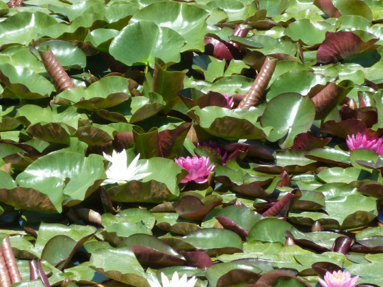 Nénuphars
