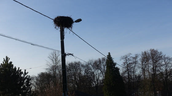 Nid de cigogne à Petitefontaine