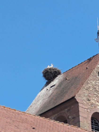Nid de cigognes au sommet du clocher de Meyenheim