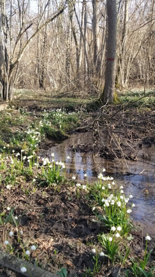 Nivéoles de printemps