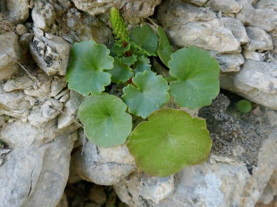 Nombril de Vénus