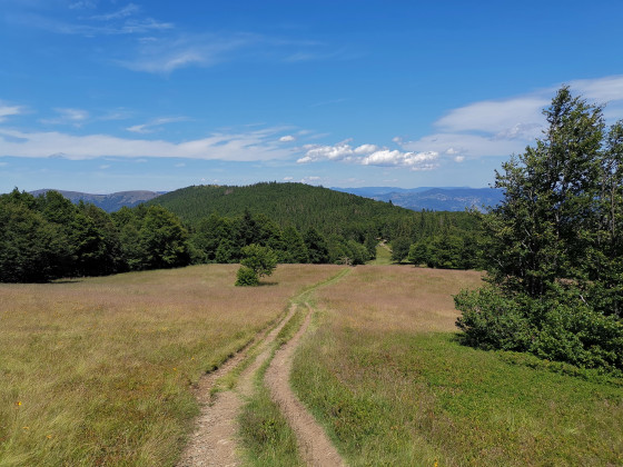Nonselkopf