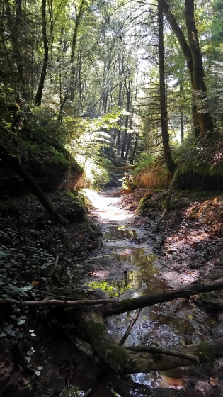 Norvaux : les petites gorges du ruisseau des Cassards