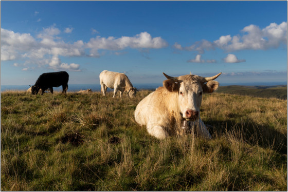 Nos amies les vaches