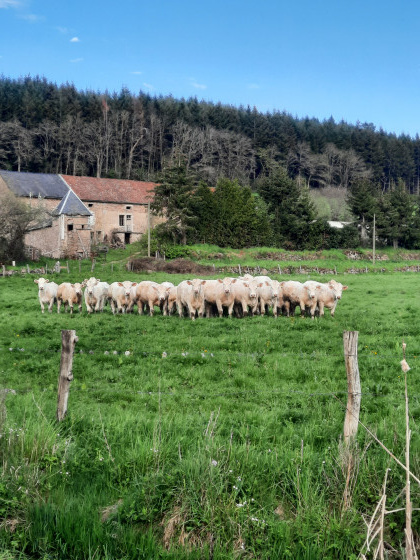 Nos belles Charolaises