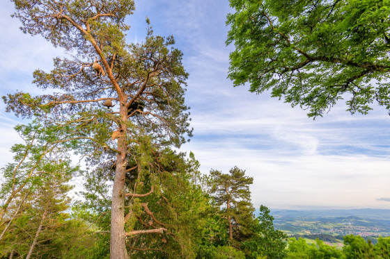 Nos racines sont des arbres