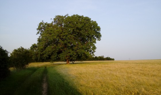 Noyer