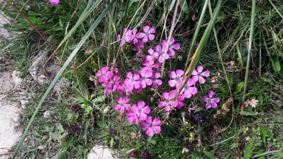 Oeillets