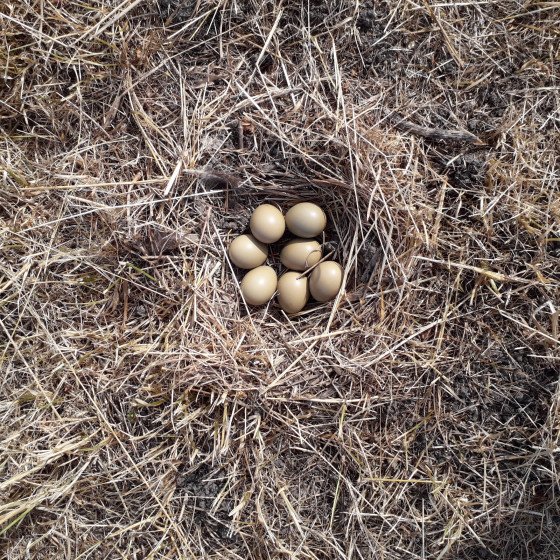 Oeufs déposés sur le bord du chemin