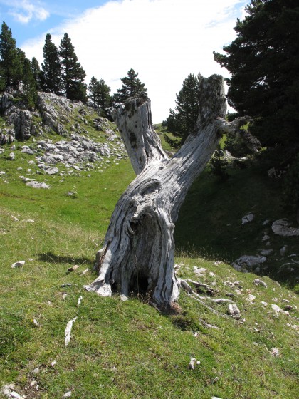 Oeuvre d\'art végétale sur la route des \
